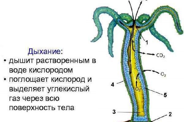 Кракен работает