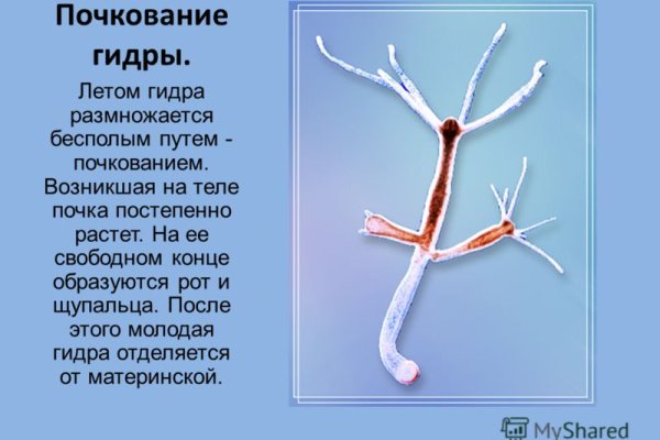 Оригинальная ссылка на кракен